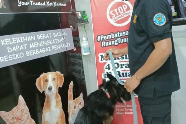 Cek Up Kesehatan K-9 BNNP Sulawesi Selatan Cek Up Kesehatan K-9 BNNP Sulawesi Selatan