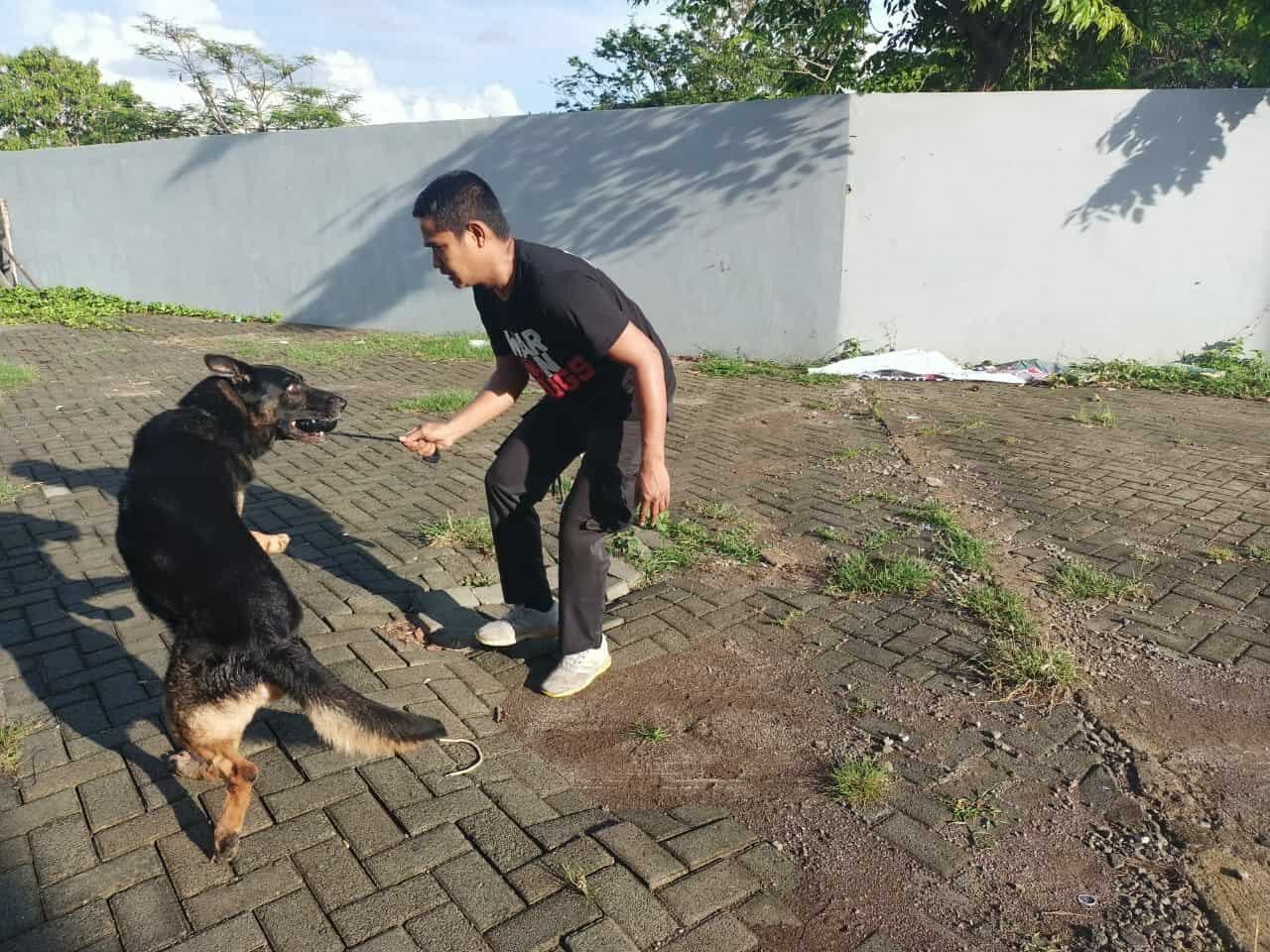 Latihan pendeteksian K-9 BEN terhadap narkotika jenis Ganja bulan November tahun 2021 LATIHAN PENDETEKSIAN BULAN NOVEMBER TAHUN 2021