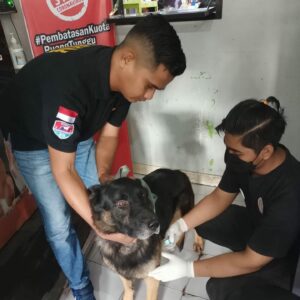 VAKSINASI Satwa K-9 Ben dan Satwa K-9 Kani Bulan Februari tahun 2022