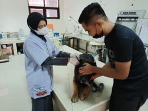 Cek-Up Kesehatan Satwa K-9 Ben dan Satwa K-9 Kani Bulan April Tahun 2022 Cek-Up Kesehatan Satwa K-9 Ben dan Satwa K-9 Kani Bulan April Tahun 2022