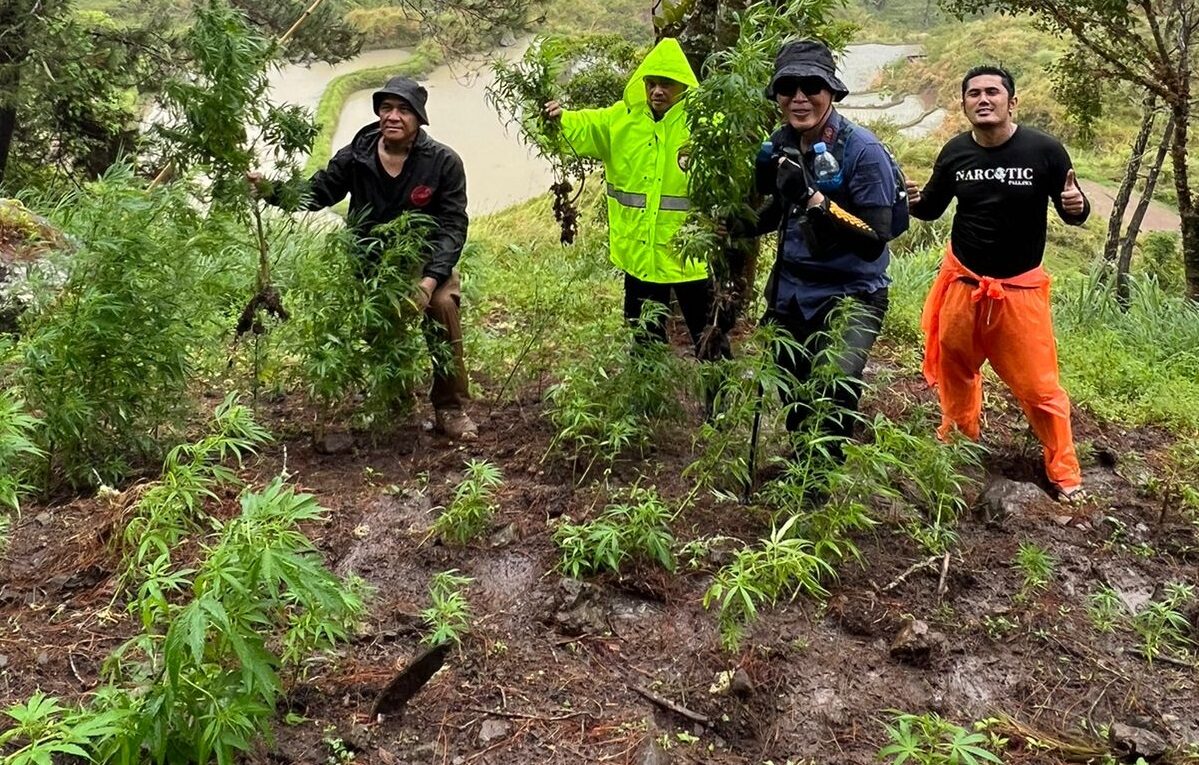 BNNP Sulawesi Selatan Bersama Direktorat Narkoba Polda Sulsel Berhasil Mengungkap Lahan Ganja Di Kabupaten Bone
