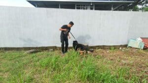 Unit K-9 BNNP SULSEL Melaksanakan Latihan Pendeteksian Bulan April Unit K-9 BNNP SULSEL Melaksanakan Latihan Pendeteksian Bulan April