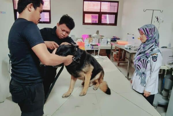Cek-Up Kesehatan Satwa K-9 Ben dan Satwa K-9 Kani Bulan Agustus Tahun 2023