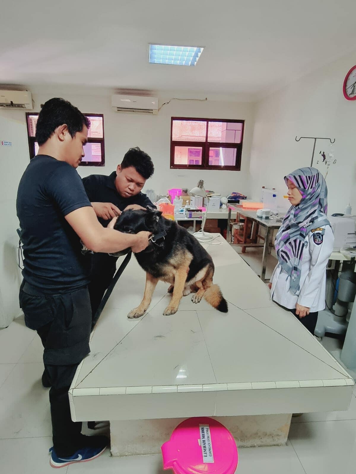 Cek-Up Kesehatan Satwa K-9 Ben dan Satwa K-9 Kani Bulan Agustus Tahun 2023
