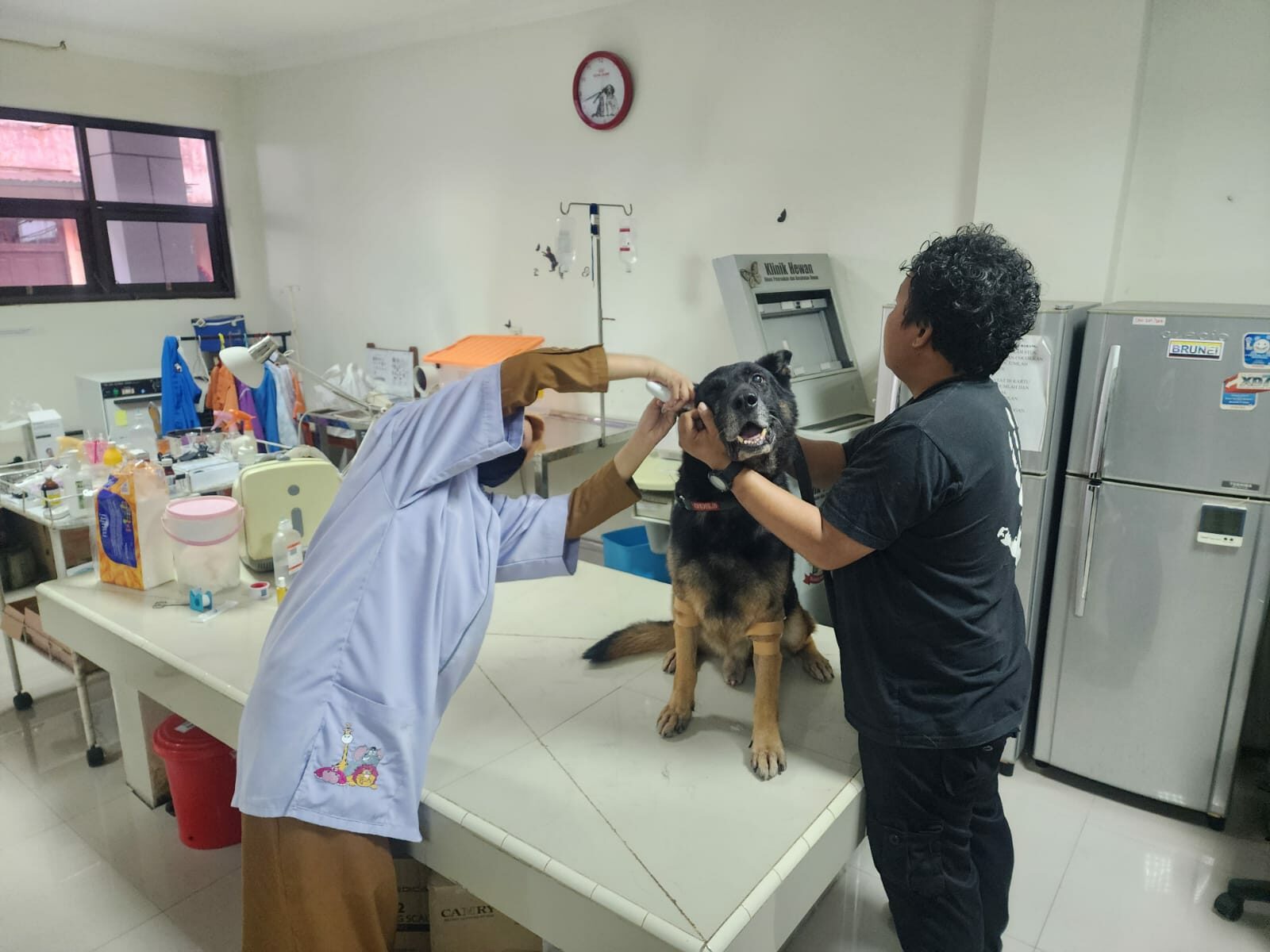 Personil BNNP Sulsel Lakukan Cek-Up Kesehatan Satwa K-9 Ben Tahun 2024 Konsep Otomatis
