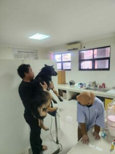 Personil BNNP Sulsel Lakukan Cek-Up Kesehatan Satwa K-9 Ben Tahun 2024 Personil BNNP Sulsel Lakukan Cek-Up Kesehatan Satwa K-9 Ben Tahun 2024