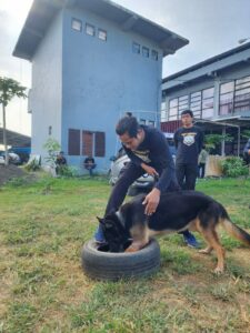 UNIT K-9 BNNP SULSEL SATWA BEN MELAKSANAKAN LATIHAN PENDETEKSIAN DI BULAN MEI 2024