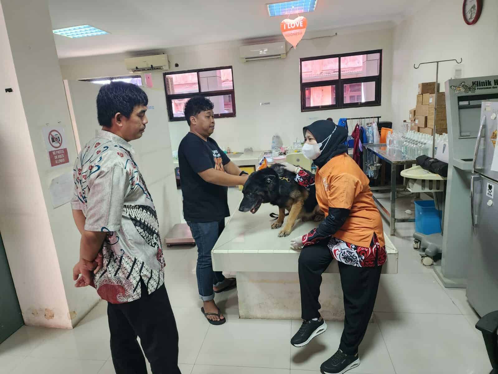 Check-Up Kesehatan Satwa K-9 Ben Periode Agustus Tahun 2024 Check-Up Kesehatan Satwa K-9 Ben Tahun 2024