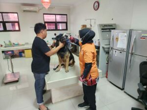 Check-Up Kesehatan Satwa K-9 Ben Tahun 2024 Check-Up Kesehatan Satwa K-9 Ben Tahun 2024